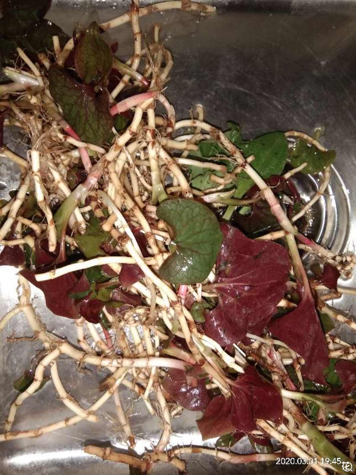 鱼腥草的副作用与禁忌