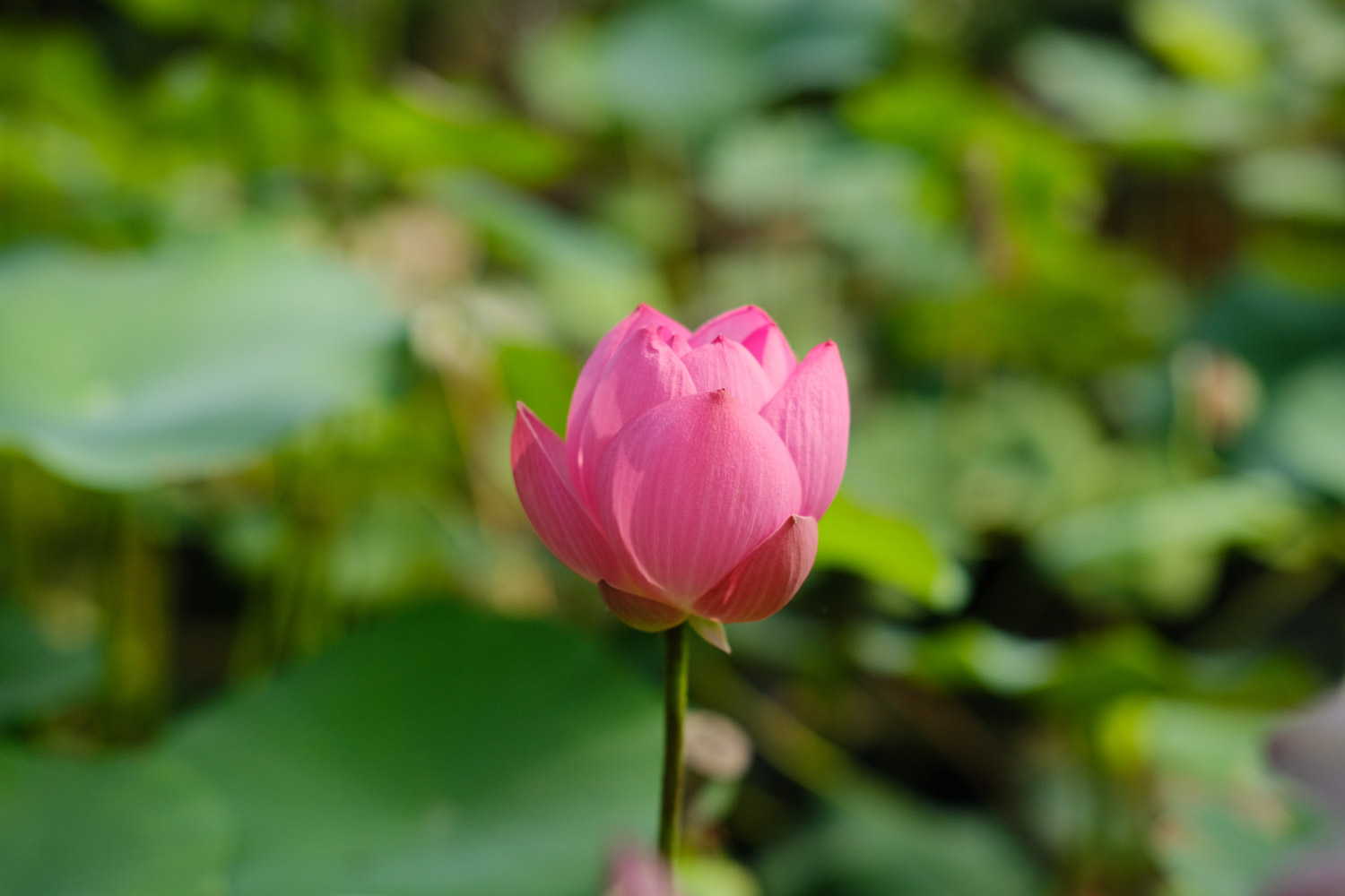 许昌适合养什么花，市花和市树是什么