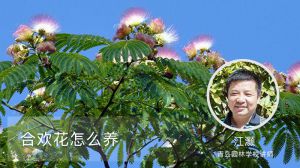 合欢花