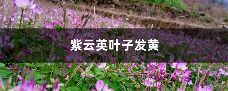 紫云英