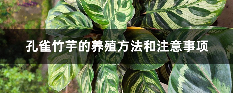 孔雀竹芋