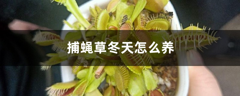 捕蝇草
