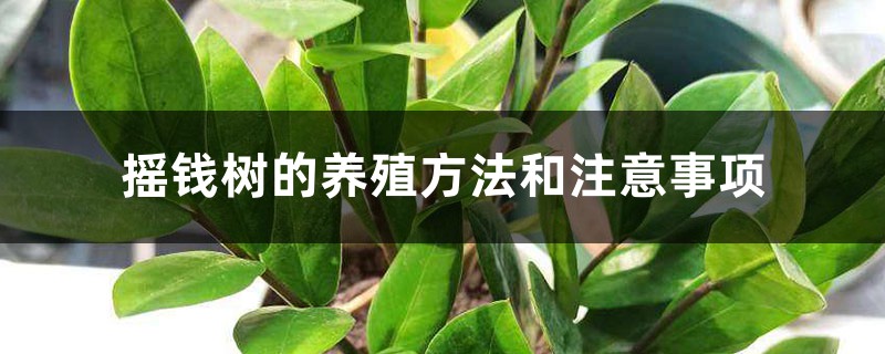 摇钱树