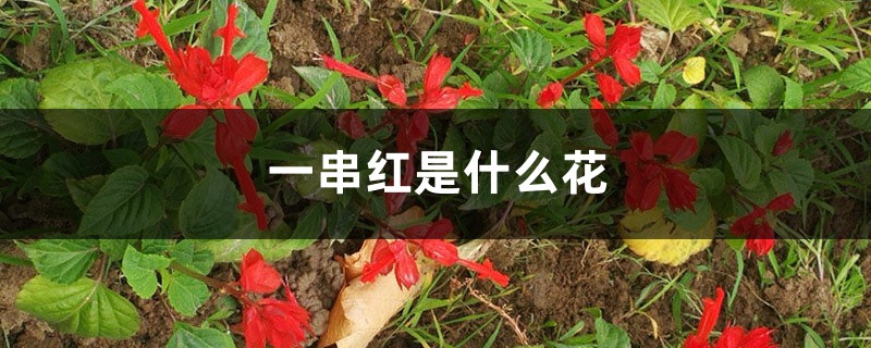 一串红