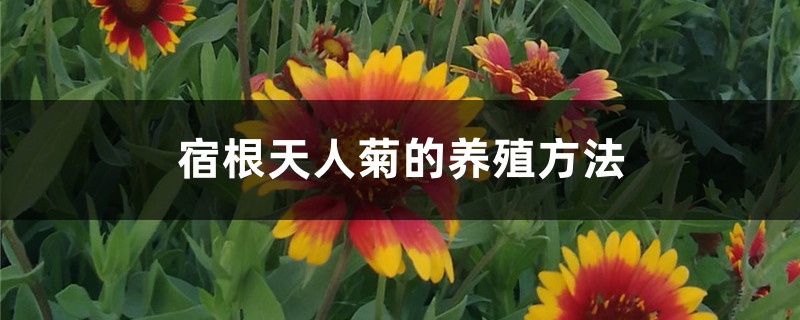 天人菊