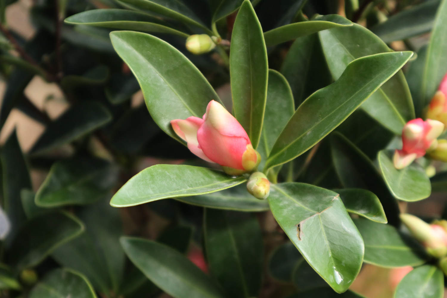 茶花不长叶子怎么办