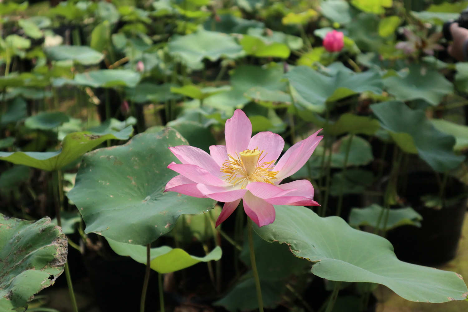 荆州适合养什么花，市花和市树是什么