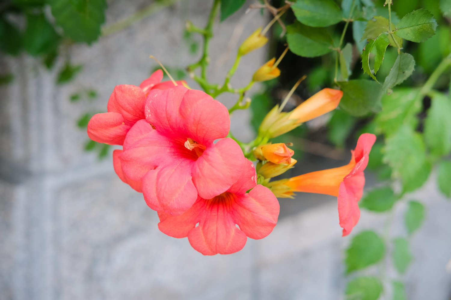 凌霄花冬季大量掉叶怎么办，冬季需要修剪吗