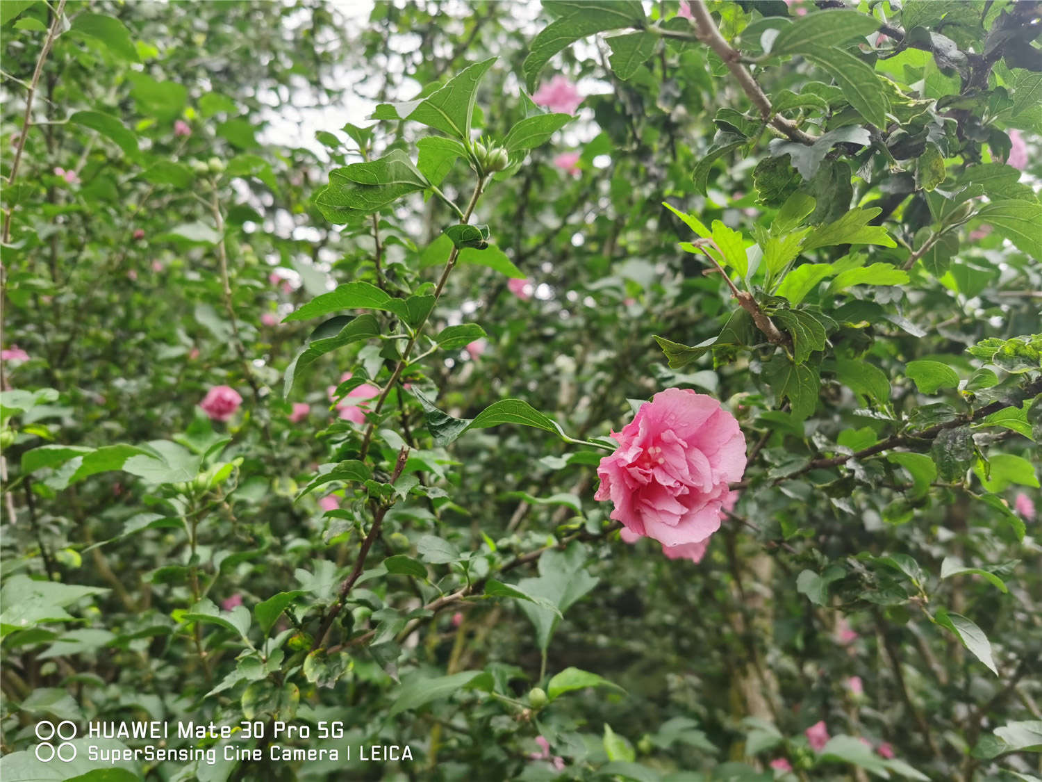 西宁适合养什么花，市花和市树是什么