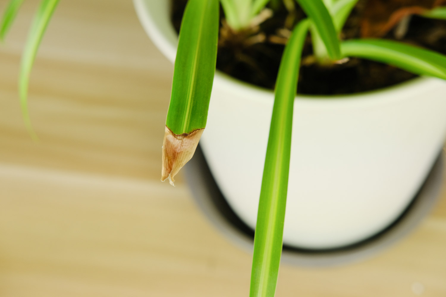 吊兰干叶子是怎么回事