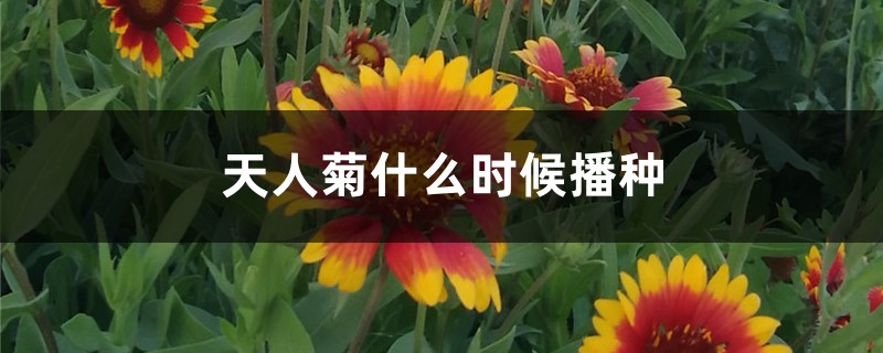 天人菊