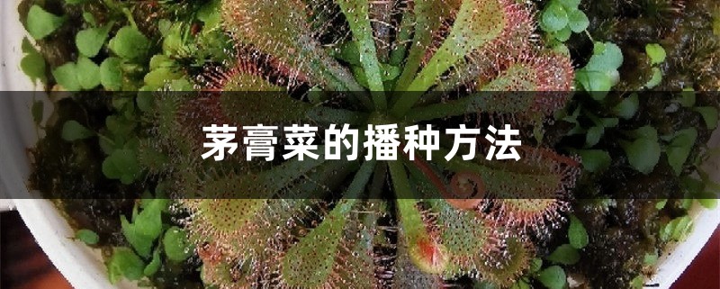 茅膏菜