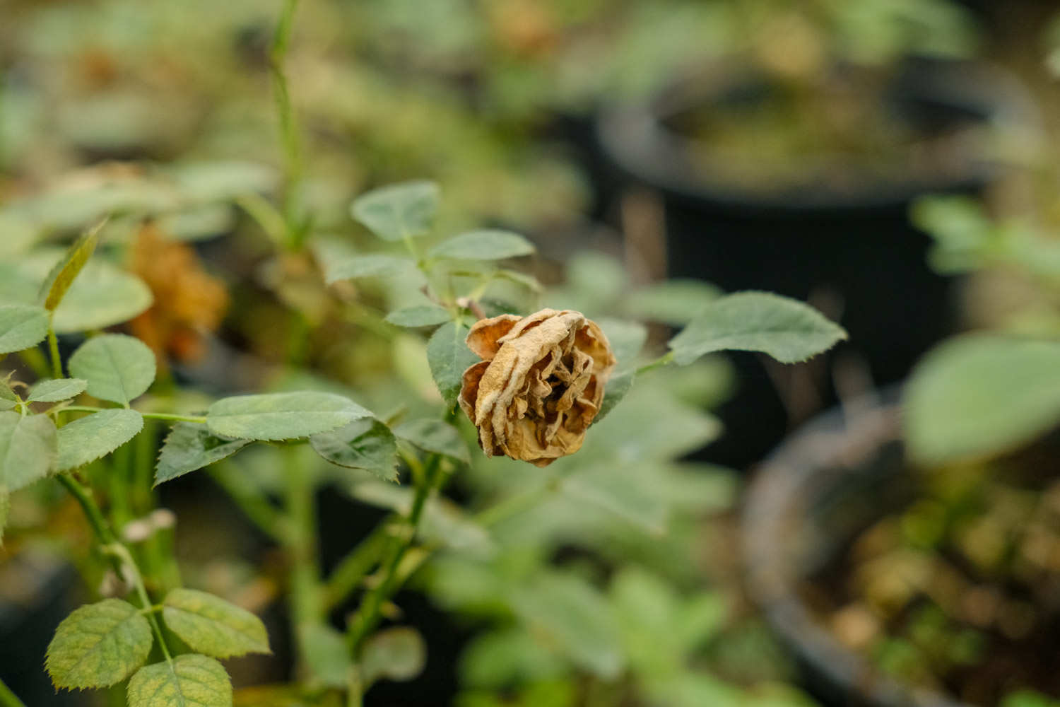 最美的极品月季花品种