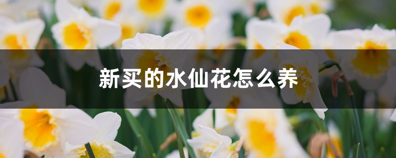 水仙花