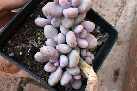 桃蛋叶子化水抢救