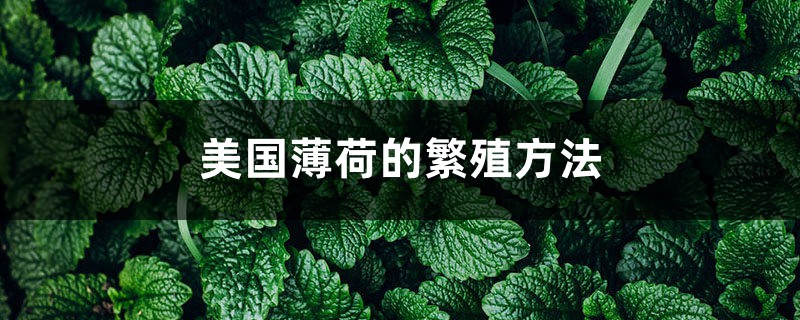 美国薄荷