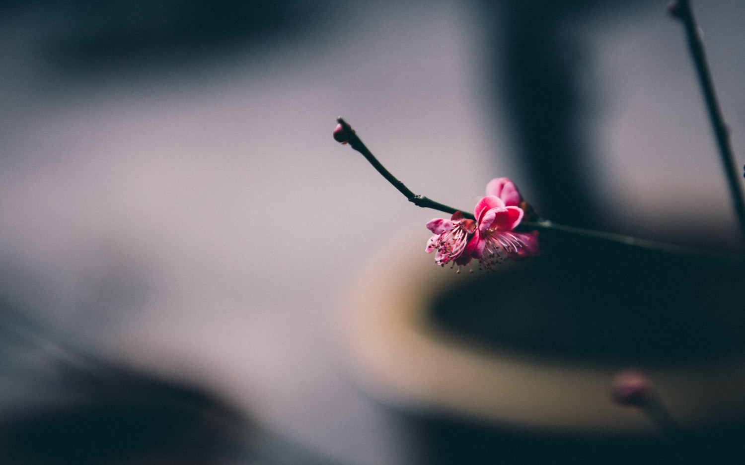 梅花盆景生虫如何处理，梅花树生虫了怎么办