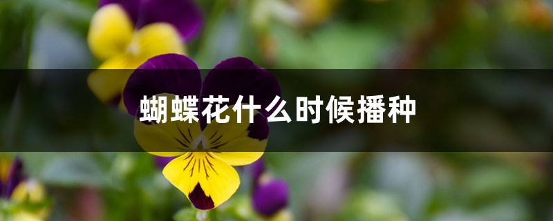 蝴蝶花