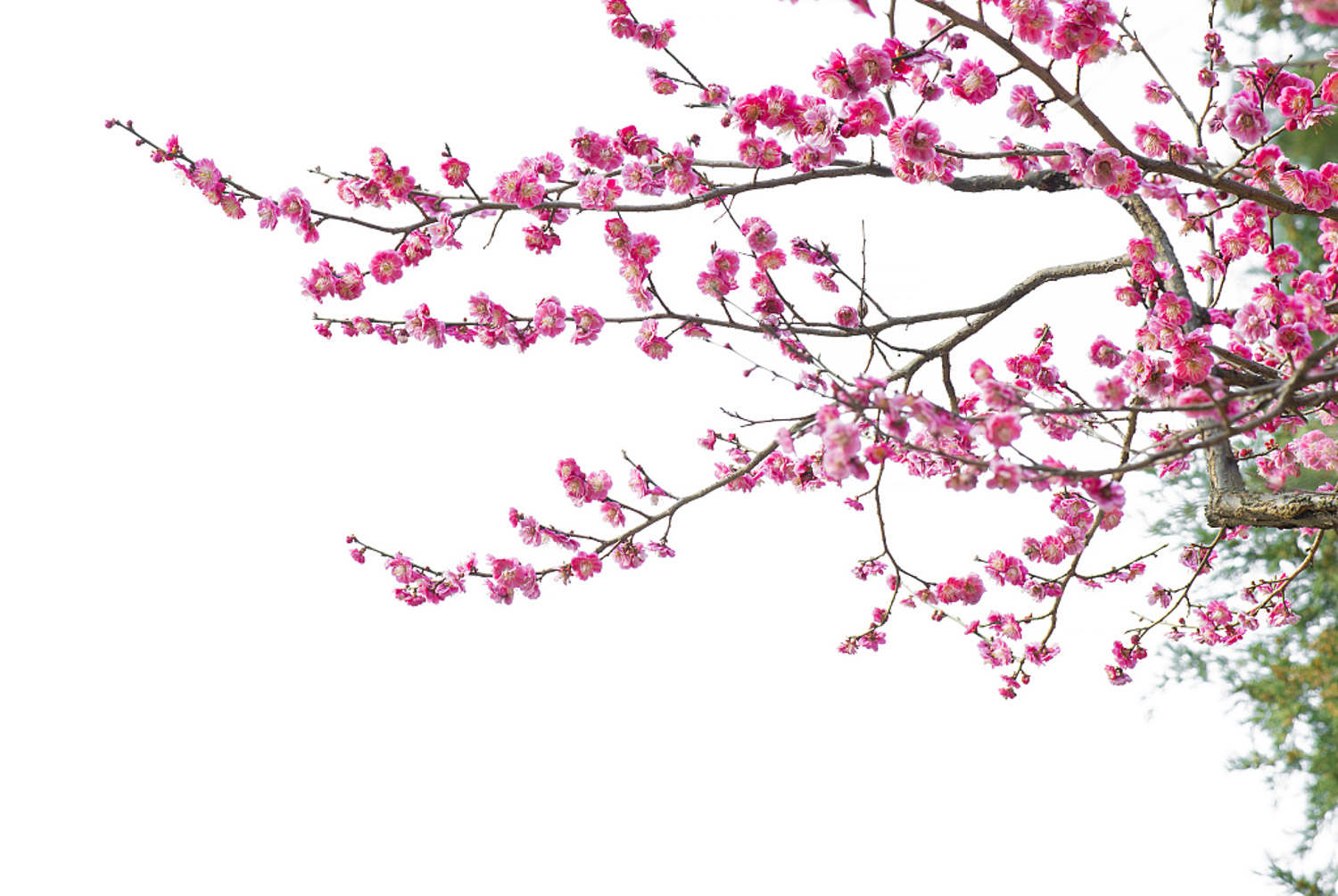 梅花叶子发黄脱落，梅花叶子掉光了还能活吗