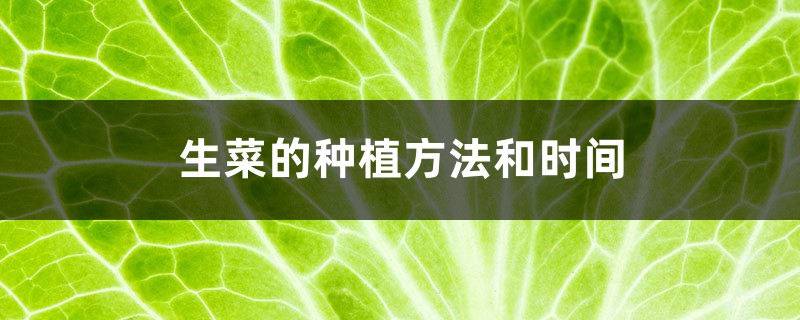 生菜