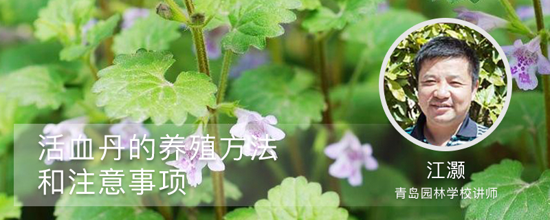 活血丹