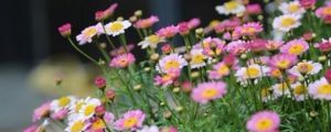 玛格丽特花