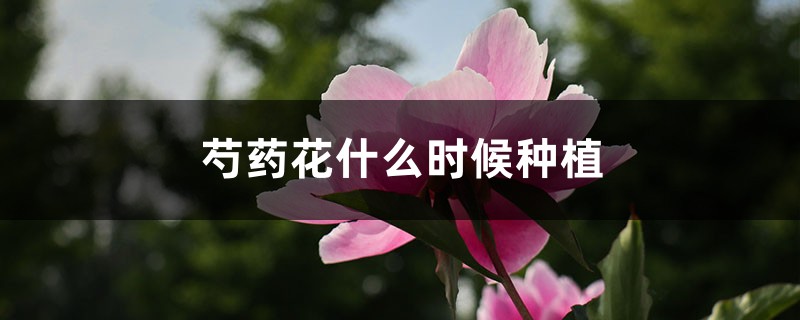 芍药