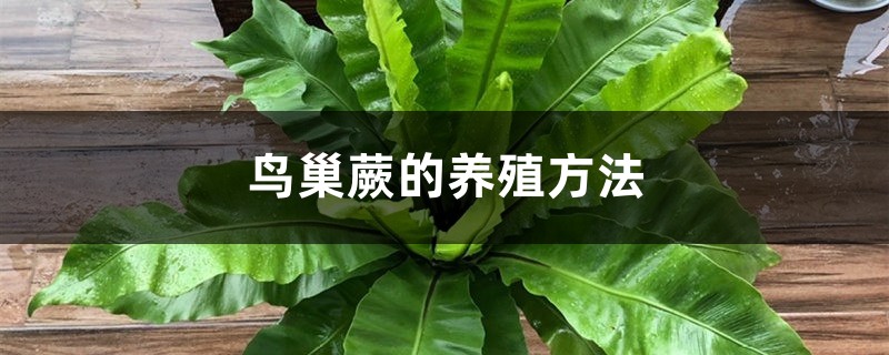 鸟巢蕨