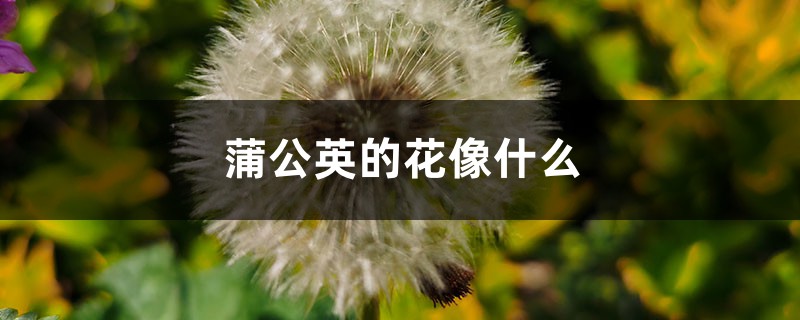 蒲公英