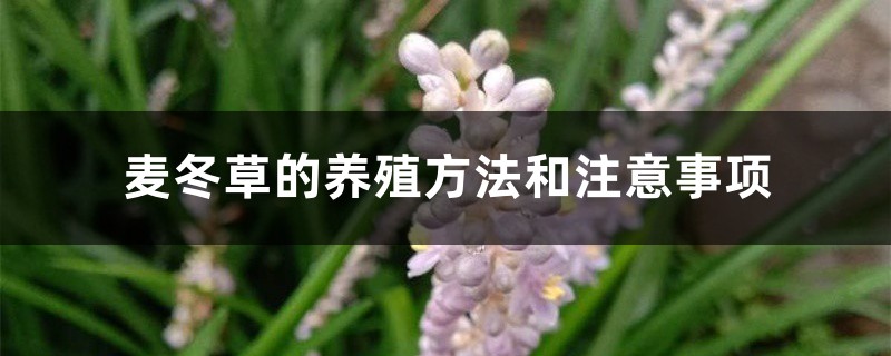 麦冬草