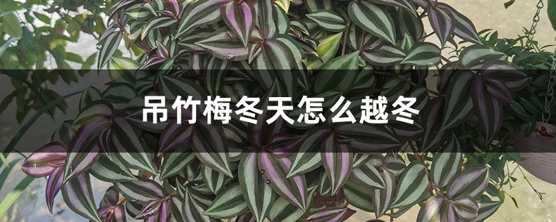 吊竹梅