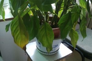 广东万年青