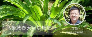 鸟巢蕨