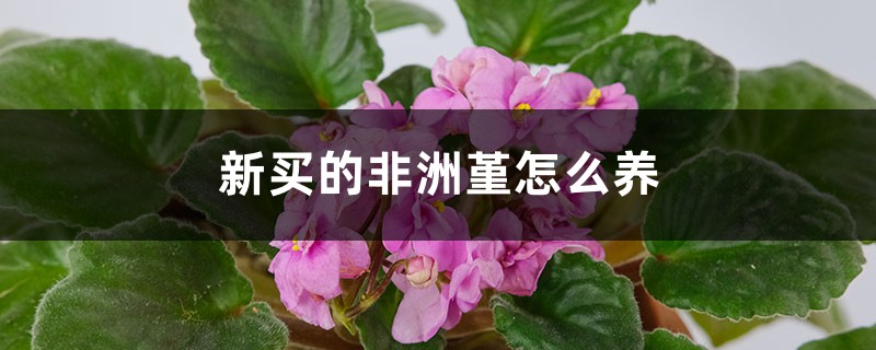 非洲堇