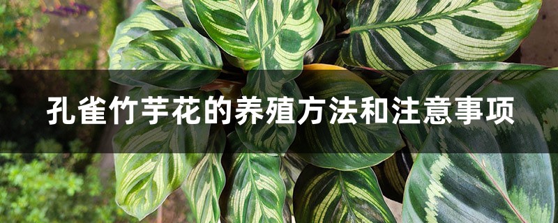 孔雀竹芋