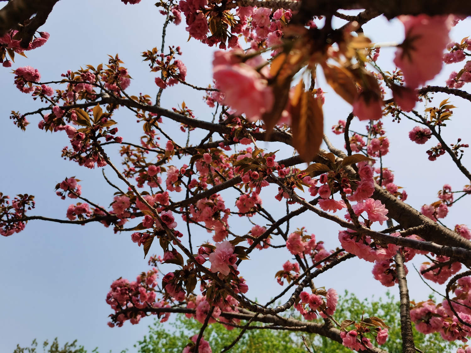 甘孜适合养什么花，市花和市树是什么