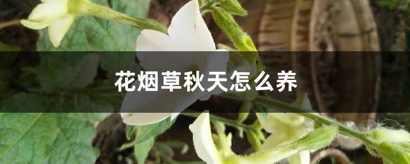 花烟草