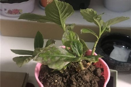 绣球花叶子发白是怎么回事，怎么治