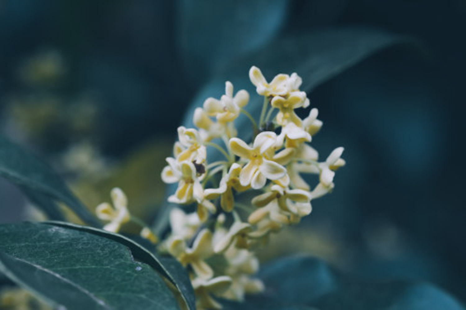 桂花怎么制作盆景