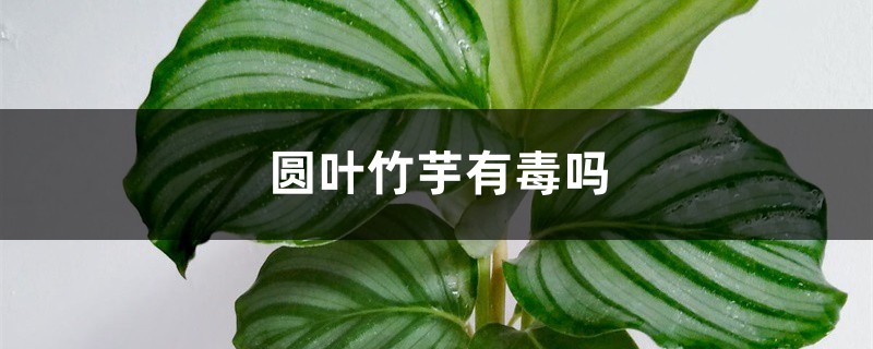 圆叶竹芋