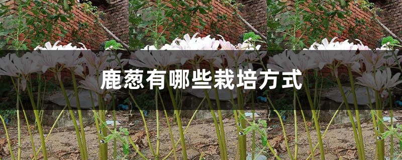 鹿葱