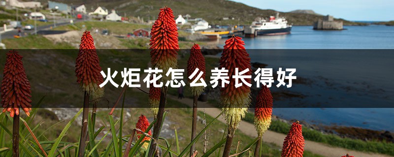 火炬花