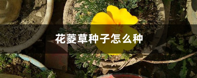 花菱草