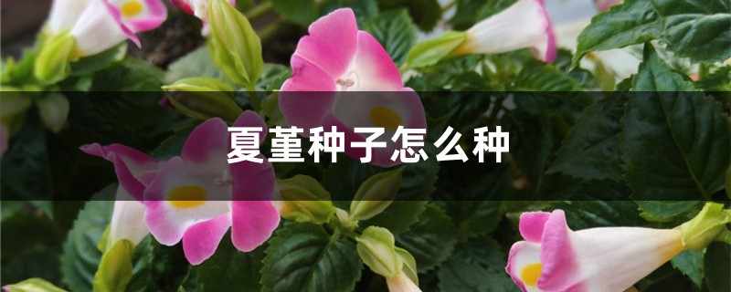 夏堇