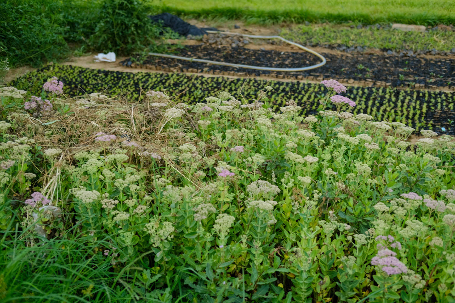 10种庭院最佳的花卉选择