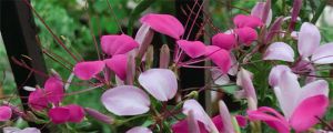 醉蝶花