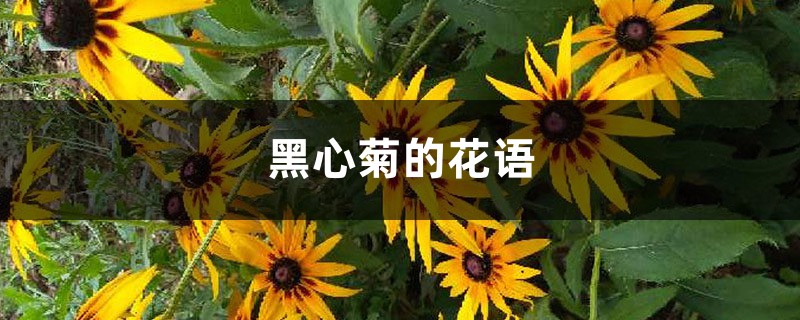 黑心菊