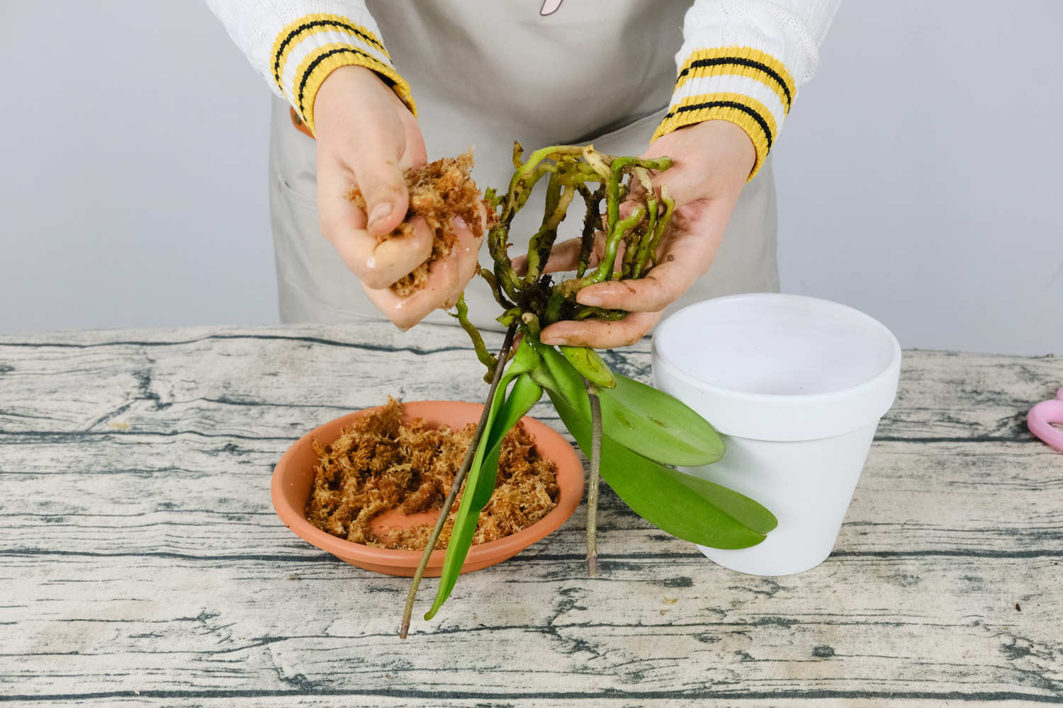 蝴蝶兰叶子开裂是什么原因，叶子褶皱变软
