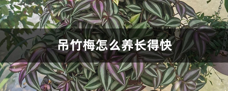 吊竹梅