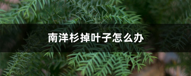南洋杉